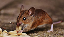 24 Hour & Emergency Exterminators in Grandview Heights, OH